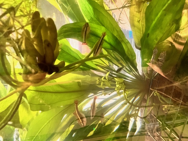 Blue Beta in planted Tank